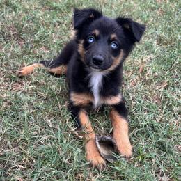 Indy - Black tri female Miniature American Shepherd puppy in Millington, Tennessee from Goading Glee Glade