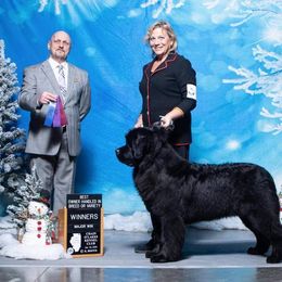 Newfoundland All Grown Up from Faithful Acres Newfs