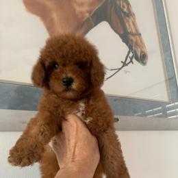Fig - Red male Cavapoo puppy in Temecula, California from Designer Doodles