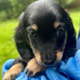 Luke AKC OFA CHIC - Black and cream male Dachshund puppy in El Dorado, Arkansas from LovelylilDoxies