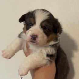 Iris - Fluffy Bluie Tri - Black and tan female American Corgi puppy in Anderson, California from Flying K Corgis