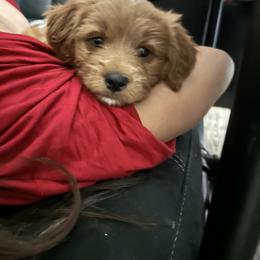 Bernedoodle and Goldendoodle All Grown Up from Pecks Oodle Doodles