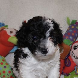 Australian Shepherds, Poodles, and Scottish Terriers from Not Of This World Aussies, Scottie’s, Poodles, & Doodles