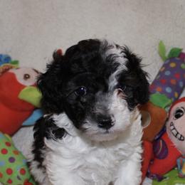Australian Shepherds, Poodles, and Scottish Terriers from Not Of This World Aussies, Scottie’s, Poodles, & Doodles