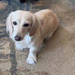 Dachshund All Grown Up from Dashing Dachshunds