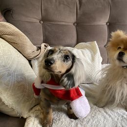 Dachshund Puppies from Aster Creek Kennel