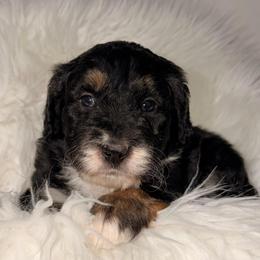 Cheers - Tri-color female Bernedoodle puppy in Beecher, Illinois from Erica’s Doodles