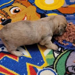 Dachshund Puppies from CLARK'S BREEDING PROGRAM