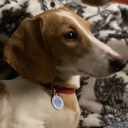 Maddie - Dachshund