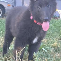 Girl 1 Yellow collar now know as pink collar - Black female Belgian Sheepdog puppy in Green Bluff, Washington from Clawson Belgians