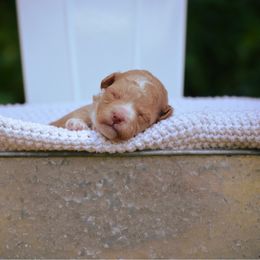 Girl 2 - Red  female Poodle puppy in Nacogdoches, Texas from Nacadoodles