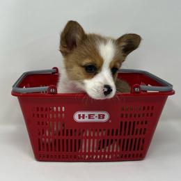 Stella - Sable and white female American Corgi puppy in Waco, Texas from The Comma Corgis