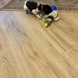 Boy 4 - Black and white male German Shorthaired Pointer puppy in Garland, North Carolina from Echo Acres Farm