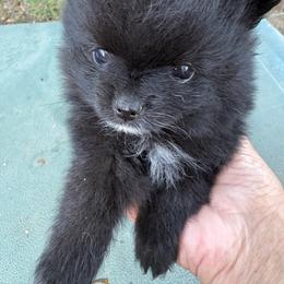 Jazzy - Black female Pomeranian puppy in Kelseyville, California from Cobb Mountain Shih Tzus, Paragon Pomeranians