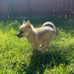 Buck (Boy 1) - Cream male Companion Cross puppy in Indian Springs, Nevada from Spinner puppies