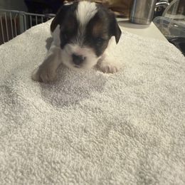 Yorkshire Terrier Puppies from Dallas Parti Yorkies