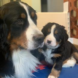 Bernese Mountain Dog Puppies from Keely’s Bouncing Berners