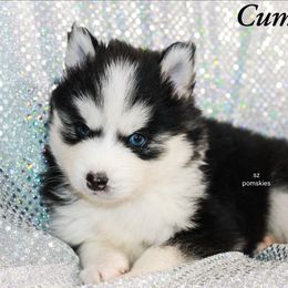 Cumberland - Black and white male Pomsky puppy in Mc Callsburg, Iowa from SZ Rolling Acres LLC