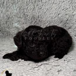 Braven - Black male Poodle puppy in Austin, Texas from C & C Texas Toy Poodles