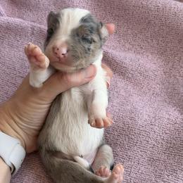 Boy 2 - Blue merle male Border Collie puppy in Binger, Oklahoma from JM Cattle Co