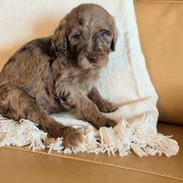 Gertrude (Gertie) - Merle female Goldendoodle puppy in Livermore, Colorado from Heritage Hills Family Doodles