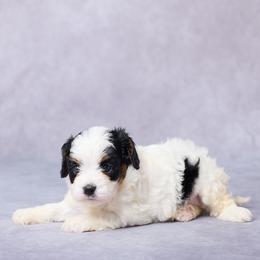 Anna - Tri-color female Cavapoo puppy in Apple Creek, Ohio from Grandeur Valley Puppies
