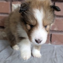 Johnny - Sable and white male Shetland Sheepdog puppy in Chandler, Arizona from Az K9 Companions