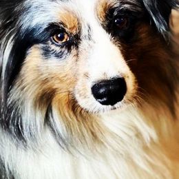 Australian Shepherds, Miniature Australian Shepherds, and Toy Australian Shepherds from Circle JTS Ranch