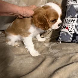 Cavalier King Charles Spaniel puppies from Avion's Cavaliers