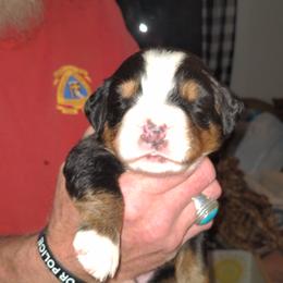 Bernese Mountain Dog Puppies from Baby Bear Bernese Kennel