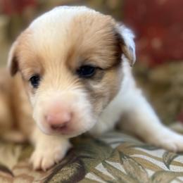 Andy - Red merle and white American Corgi puppy in Bethany, Connecticut from Wetmore Corgis