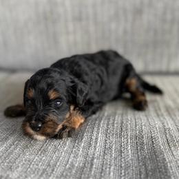 Girl 4 - Tri-color female Bernedoodle puppy in Spring Hill, Florida from Ohana Doodles