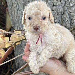 Girl 5 - Cream Goldendoodle puppy in Bradenton, Florida from Doodle Acres
