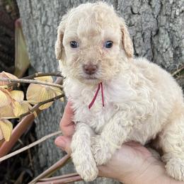 Girl 5 - Cream Goldendoodle puppy in Bradenton, Florida from Doodle Acres