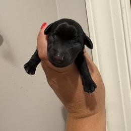 Girl 3 - Black female Dachshund puppy in Columbiana, Alabama from Tonya's Dachshunds
