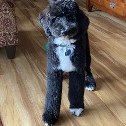 Aussiedoodle Puppies from Crystal Ridge Doodles