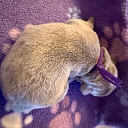 Silver Female- Purple - Silver female Dilute Retriever puppy in Marion, Illinois from Summer Lovin’ Labradors of Southern Illinois