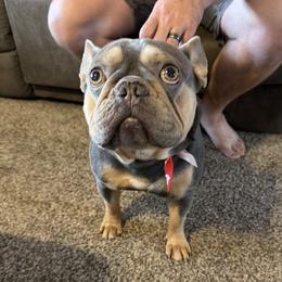 Jace - French Bulldog