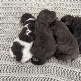 Bernedoodle Puppies from Boutique Bernedoodles & Co.
