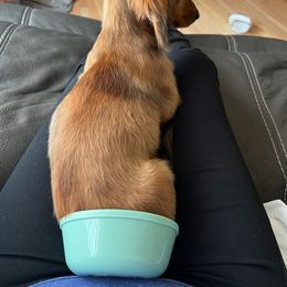 Dachshund All Grown Up from Mason Dixon Doxies