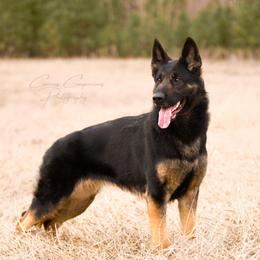 Herja - German Shepherd