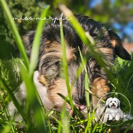 Coton de Tulear Puppies from Jac Be Nimble Cotons