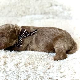 Miss Brown - Caramel female Australian Labradoodle puppy in Wake Forest, North Carolina from Lucky Country Labradoodles