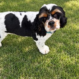 Milo - Cocker Spaniel