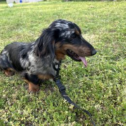 Knox - Dachshund
