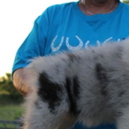 Australian Shepherds from Khaos Australian Shepherds