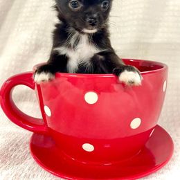 Chihuahua Puppies from Summit Chihuahuas