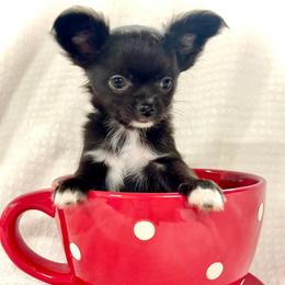 Chihuahua Puppies from Summit Chihuahuas