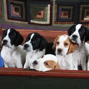 Pointer Puppies from Blackthorne Pointers