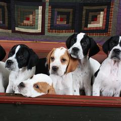 Pointer Puppies from Blackthorne Pointers